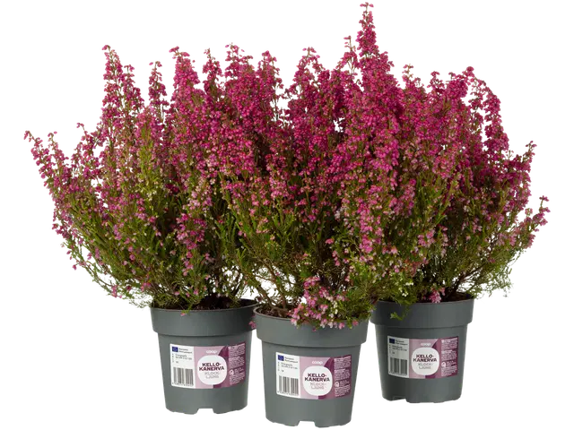 Erica gracilis, kellokanerva