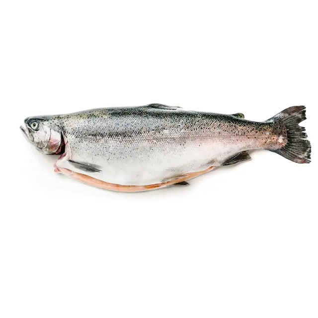 Kalaneuvos Kirjolohi tuore kokonainen palvelu n. 2 kg