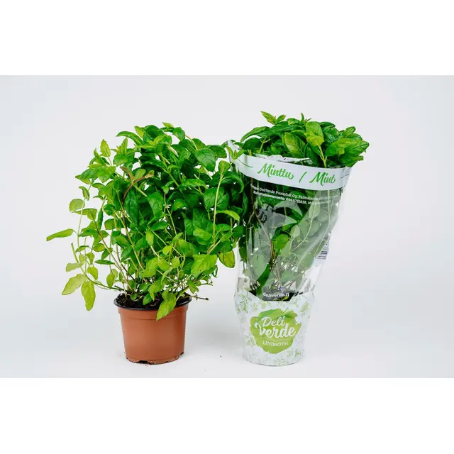 Deliverde minttu