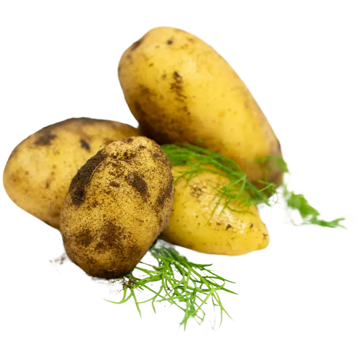 Ahdesalon maatila varhaisperuna