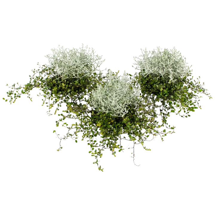 Hopealanka-lankaköynnös, Calocephalus-Müehlenbeckia rk 12 cm