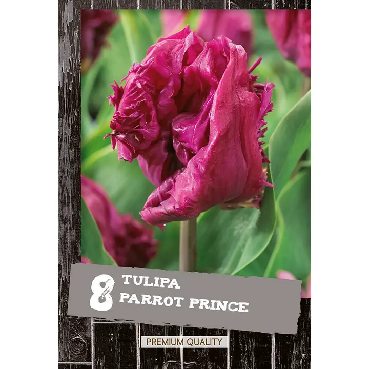 Papukaijatulppaani Parrot Prince 8kpl