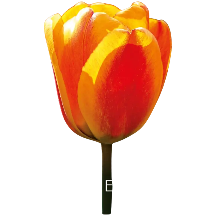 Tulppaani Apeldoorn's Elite Z11-12, 7kpl
