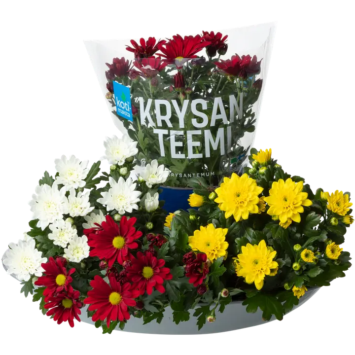 Kotimaista ruukkukrysanteemi, Chrysanthemum, värilajitelma, rk 12cm
