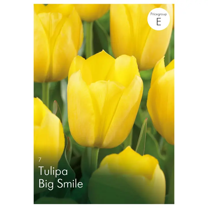 Tulppaani Big Smile Z11-12, 7kpl