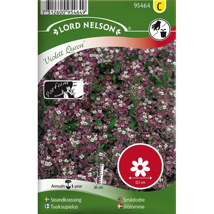 95464 lõhnamänd violet queen