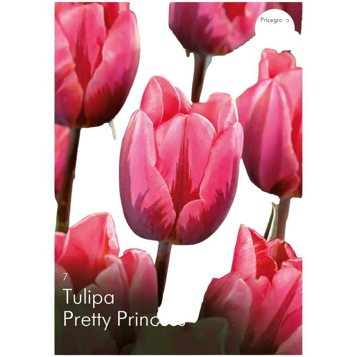 Tulppaani Pretty Princess 11/12, 7kpl