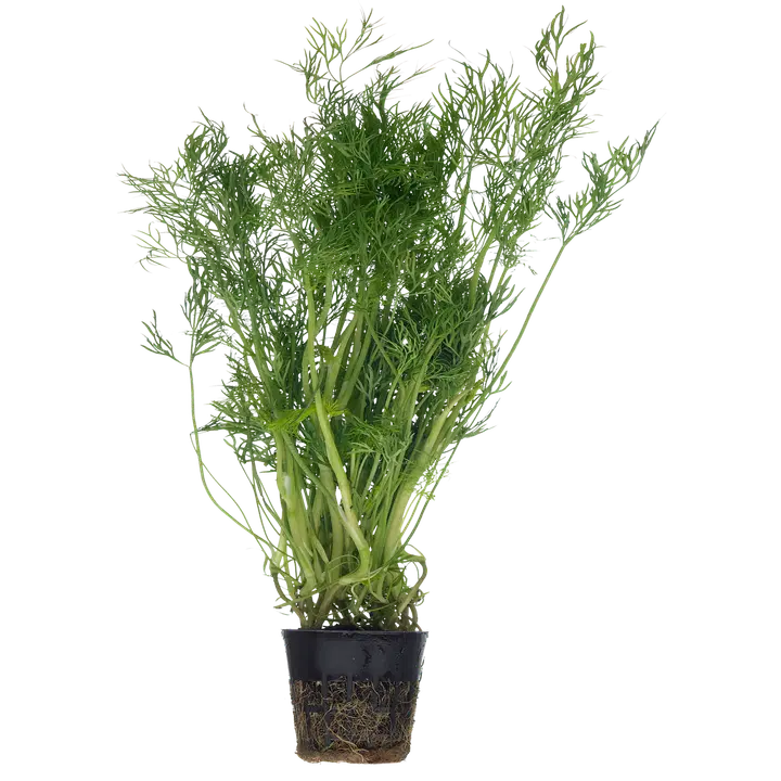 Hortiherttua Tilli