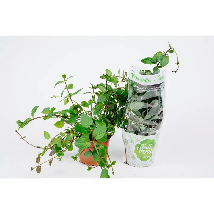 Deliverde piparmünt potis