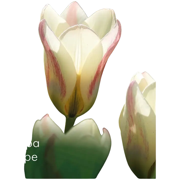 Tulppaani Hope Z11-12, 7kpl