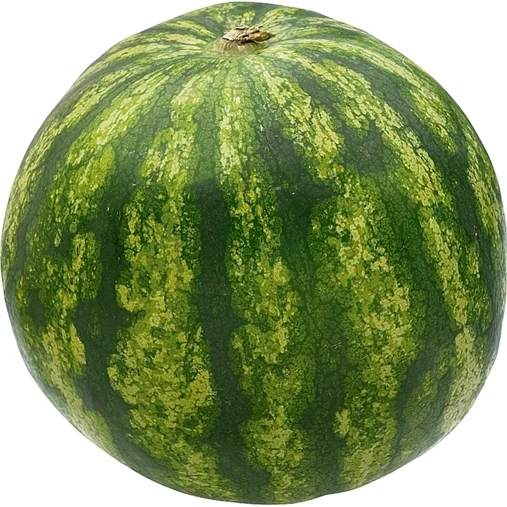 Vesimeloni Rannikon puutarhalta