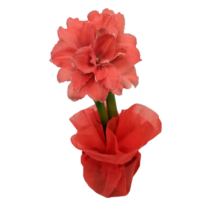 Amaryllis erikoislajikkeet, erilaisia