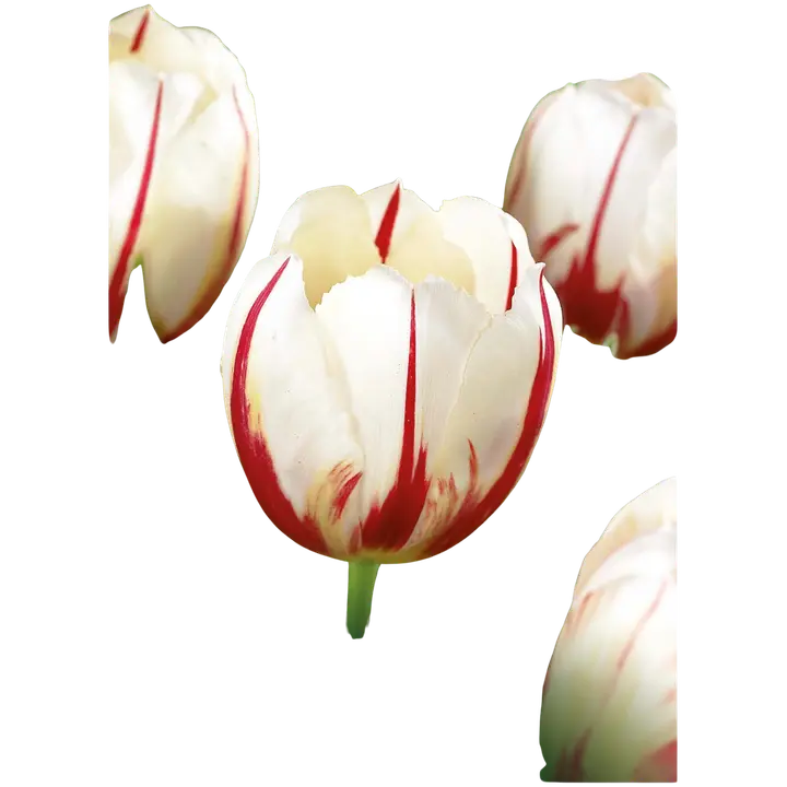 Tulppaani Carnaval de Rio Z11-12, 7kpl