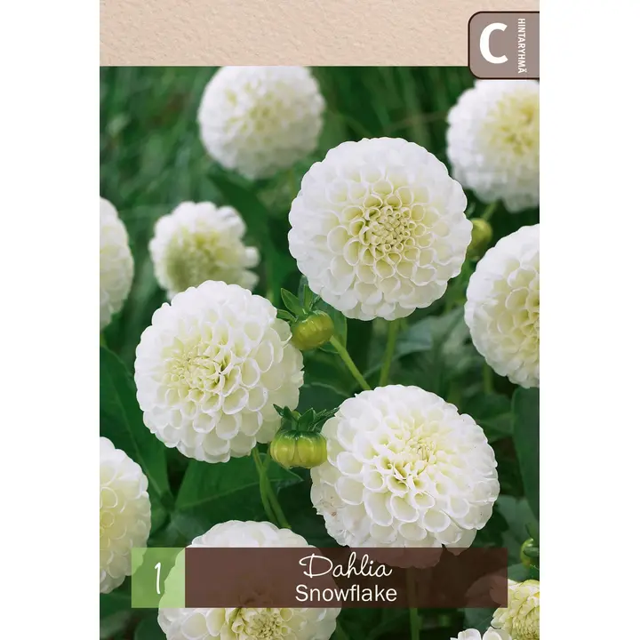 Pompondaalia 'Snowflake' 1kpl