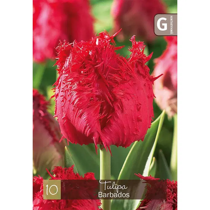 Tulppaani, Tulipa Barbados Z11-12, 10kpl