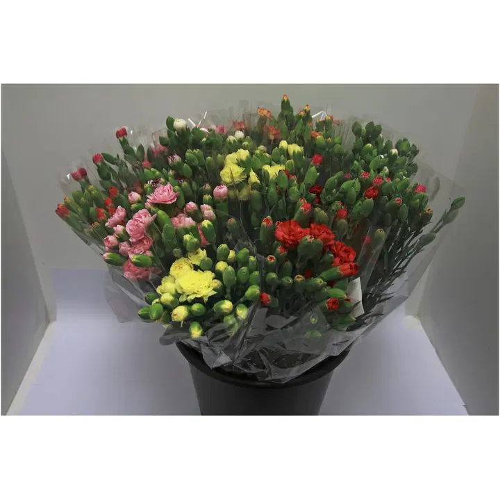 Elegansneilikka nippu 10 kpl