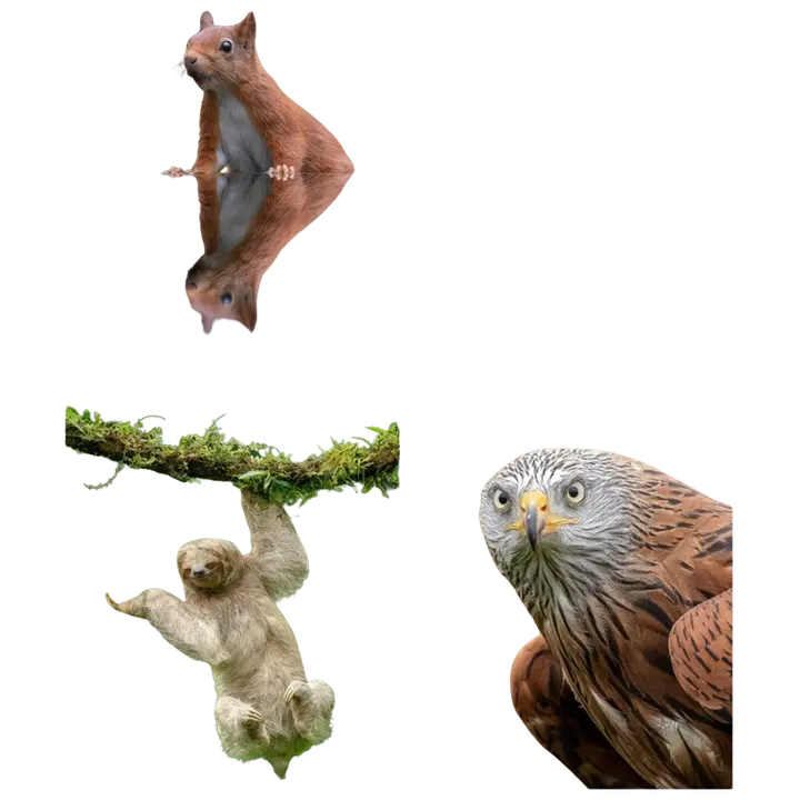 Kaustik 36l ruuduline, loomad hans van