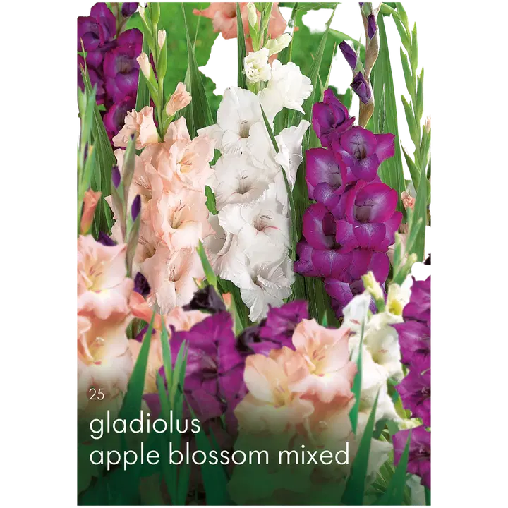 Miekkaliljasekoite 25kpl