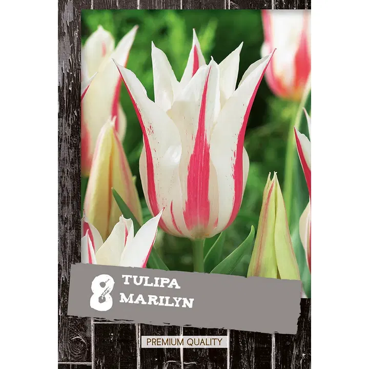 Liljatulppaani Marilyn 8kpl