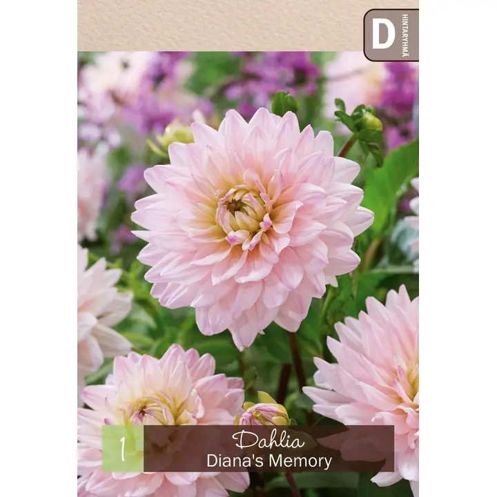Koristedaalia 'Diana's Memory' 1kpl