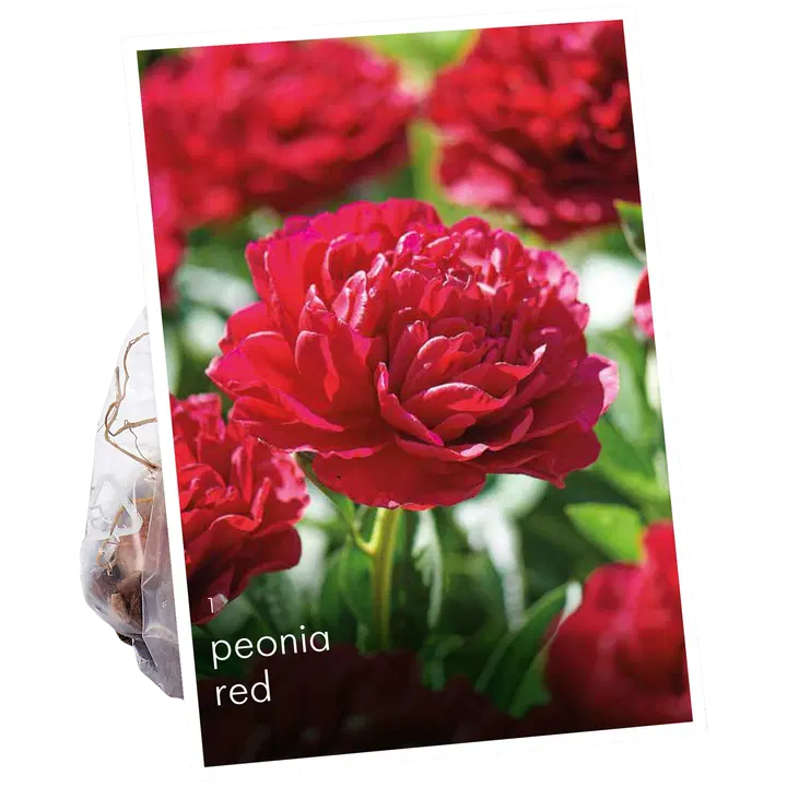 Pioni, punainen 2-3 x1