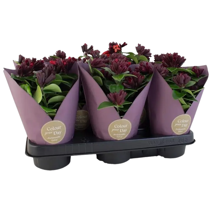 Punahuul Mona lisa potis