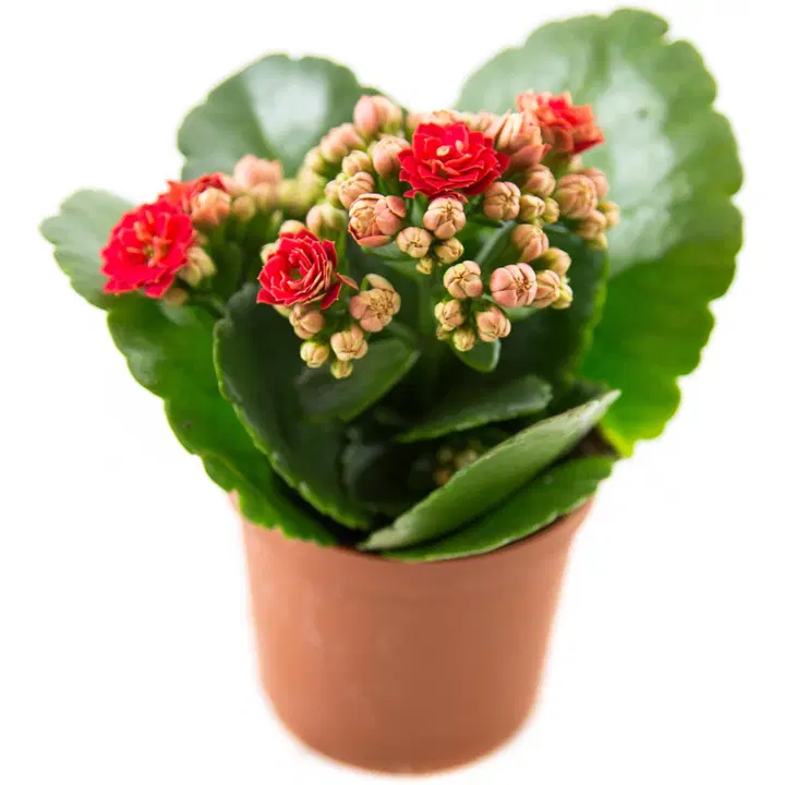 Tulilatva 7cm
