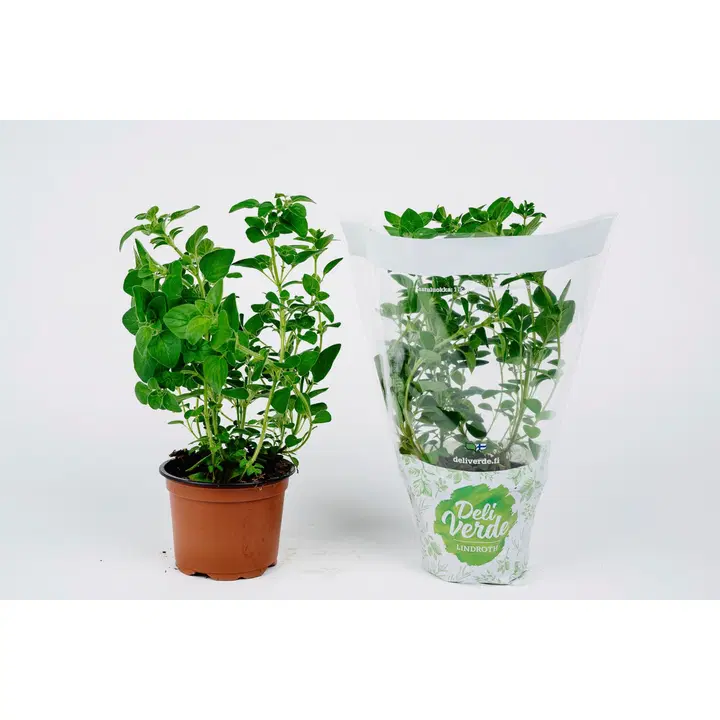 Deliverde oregano