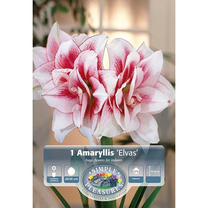 Amaryllissipuli Elvas 28/30, 1kpl