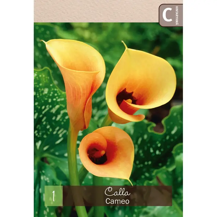 Kalla 'Cameo' 1kpl