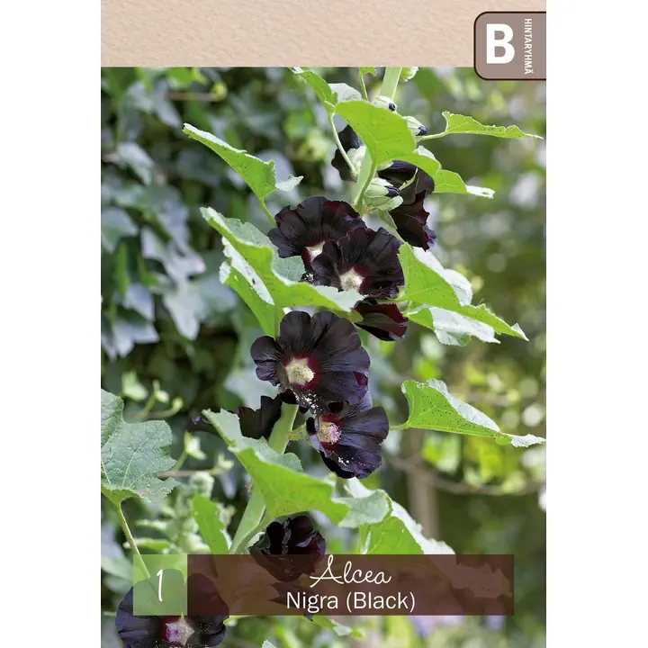 Tarhasalkoruusu 'Nigra' 1kpl