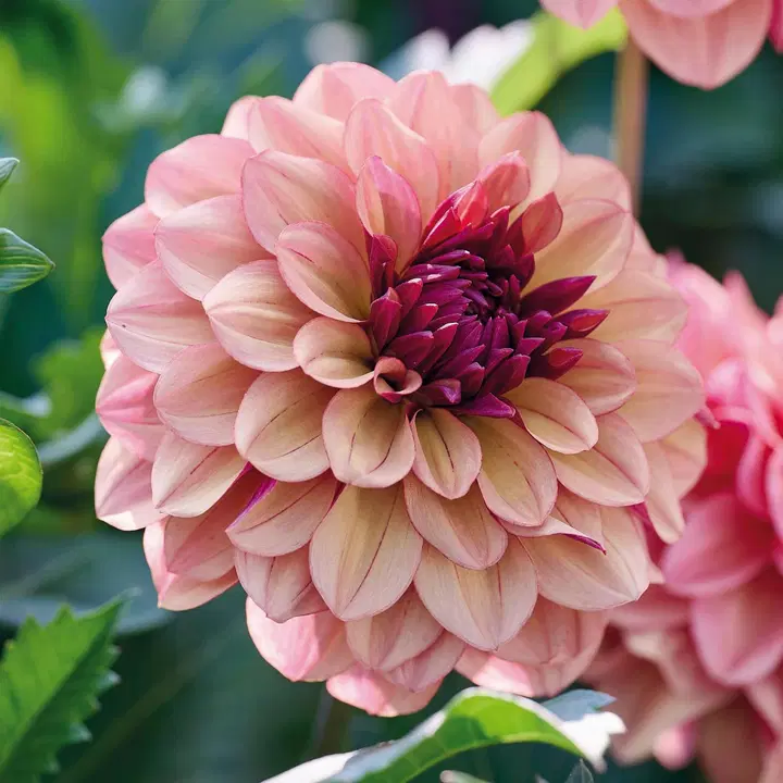 Daalia Creme de Cognac No.I x1