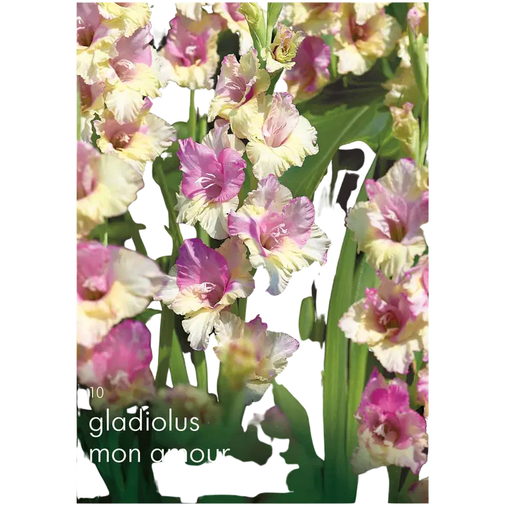 Miekkalilja Mon Amour 10kpl