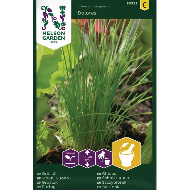 90321 sibul, ruoho-, tavallinen, dolores