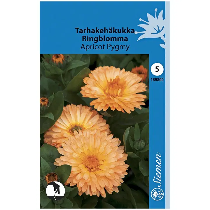 Siemen tarhakehäkukka 'Apricot Pygmy'