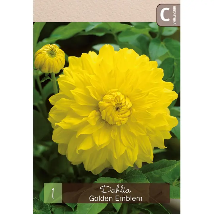 Kaktusdaalia 'Golden Emblem' 1kpl