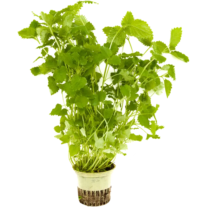 Hortiherttua Sitruunamelissa