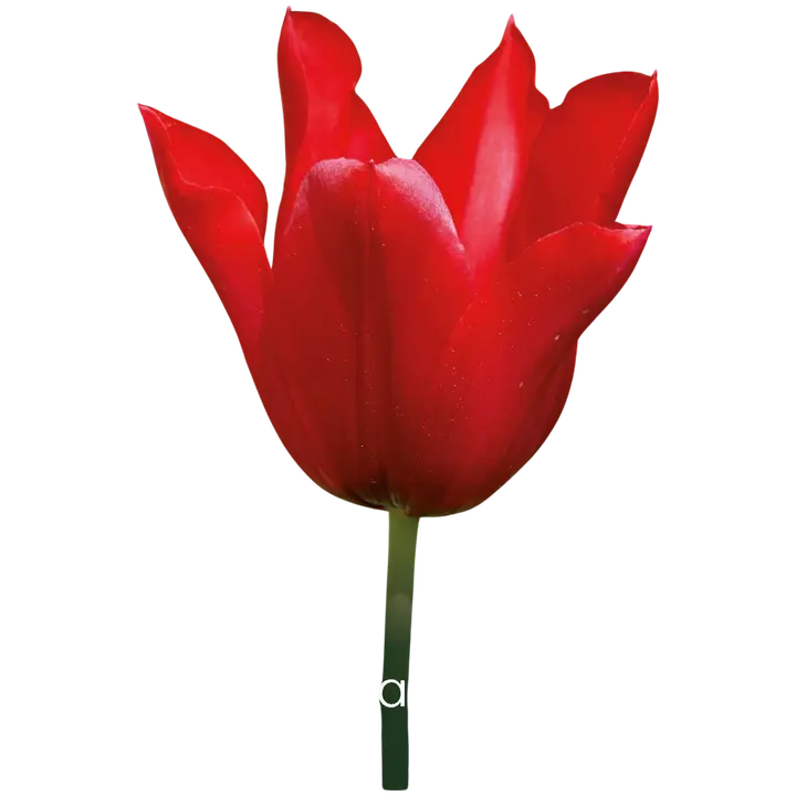 Tulppaani Pretty Woman Z11-12, 7kpl