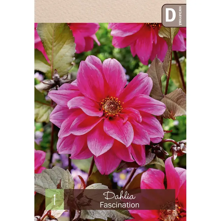 Pionidaalia 'Fascination' 1kpl