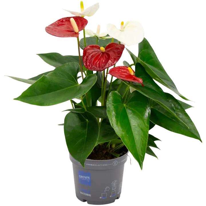 Flamingolill valge ja punane