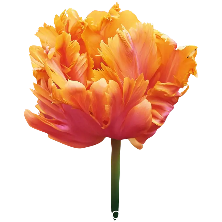 Tulppaani Amazing Parrot Z11-12, 7kpl