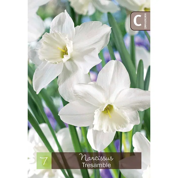 Narsissi, Narcissus Tresamble Z10/12, 7kpl