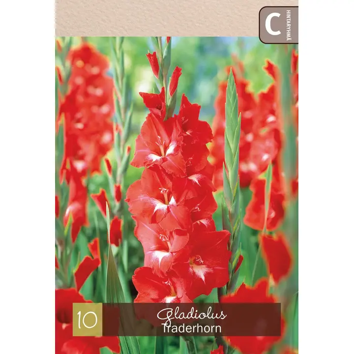 Gladiolus 'Traderhorn' 10kpl