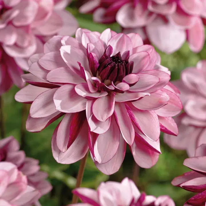 Daalia Creme de Cassis No.I x1