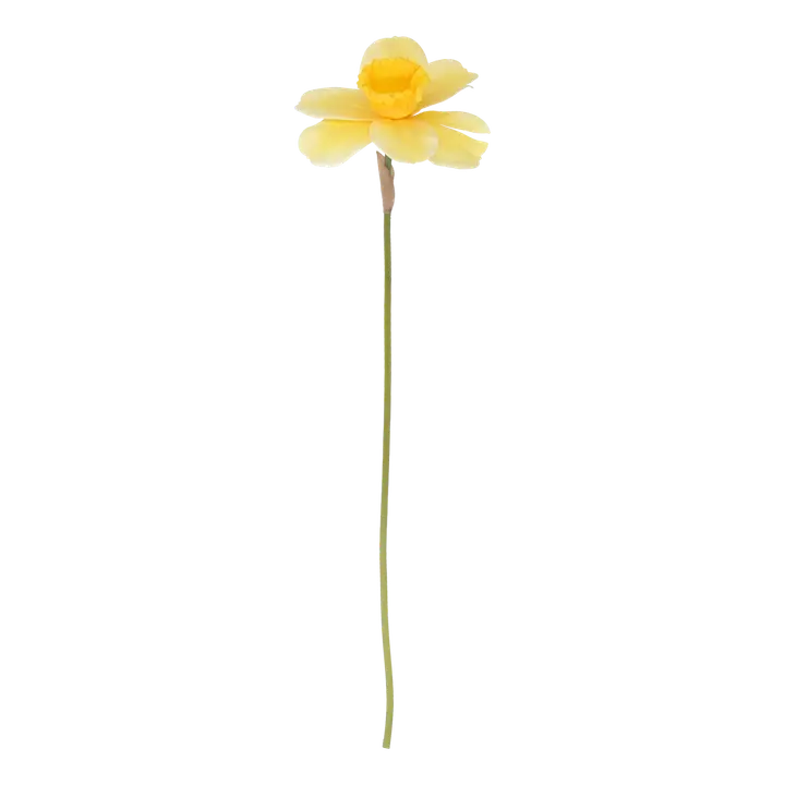 Teko-oksa narsissi 40 cm