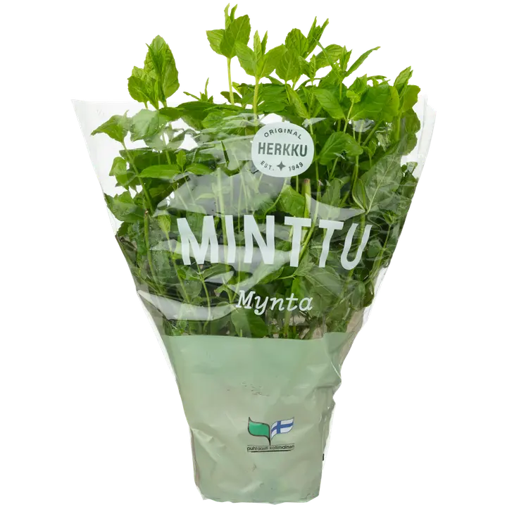 Herkku minttu ruukussa