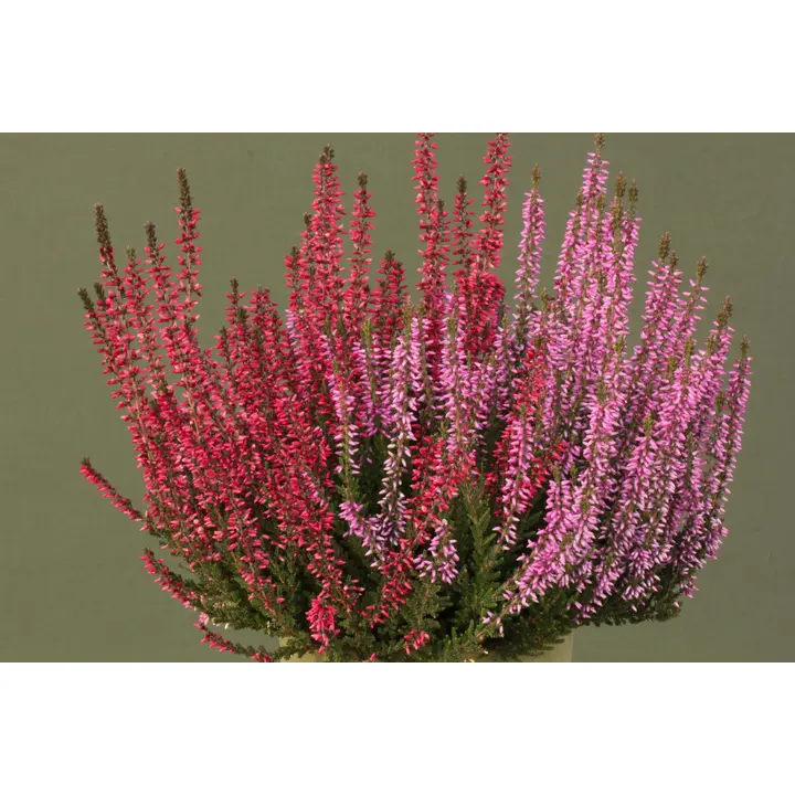 Aitokanerva Calluna vulgaris Twin rk 12 cm