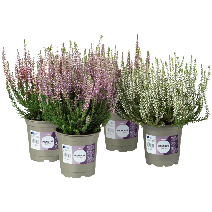 Coop Calluna vulgaris, aitokanerva, värilajitelma