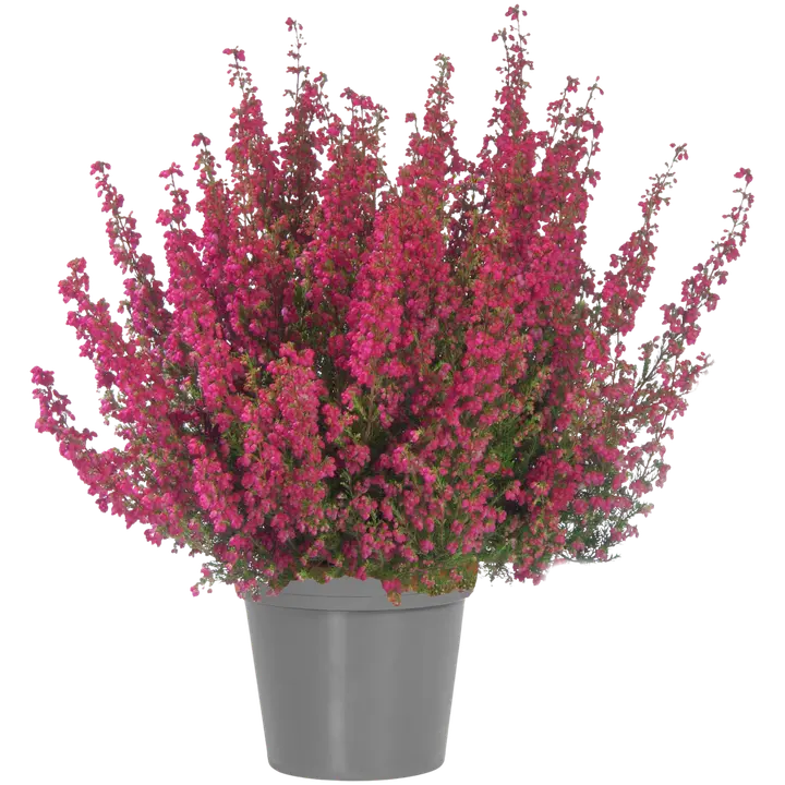 ERICA 11 CM