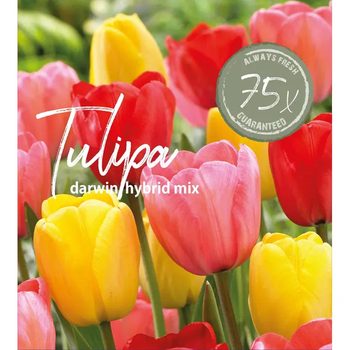 Farmers Market Tulppaanisekoite 75kpl